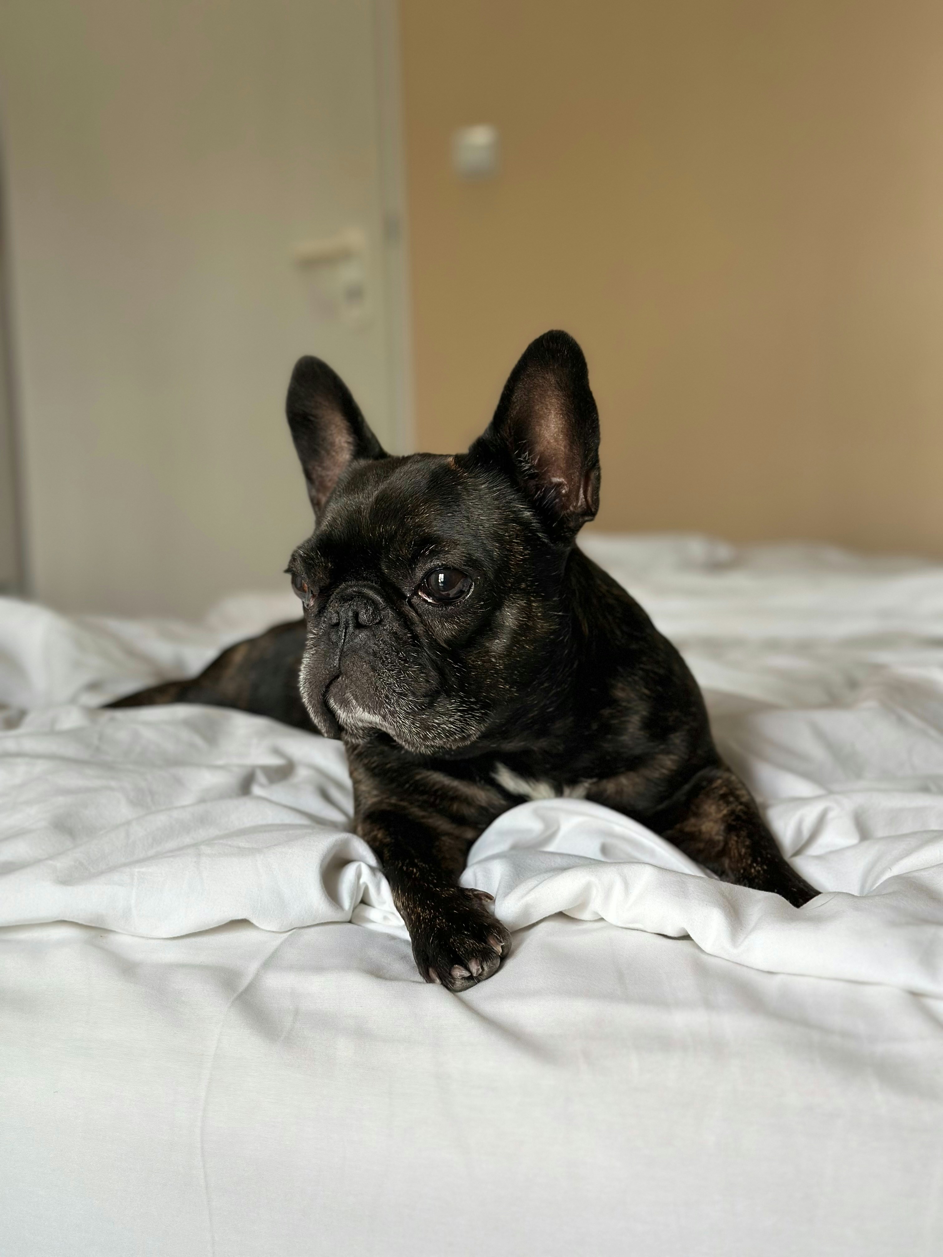 Dog-friendly hotel room